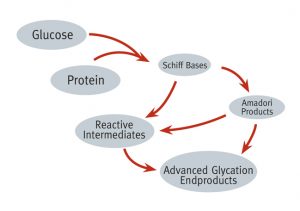 Diagram - Creation of AGEs from Glucose